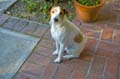 kenton dog
